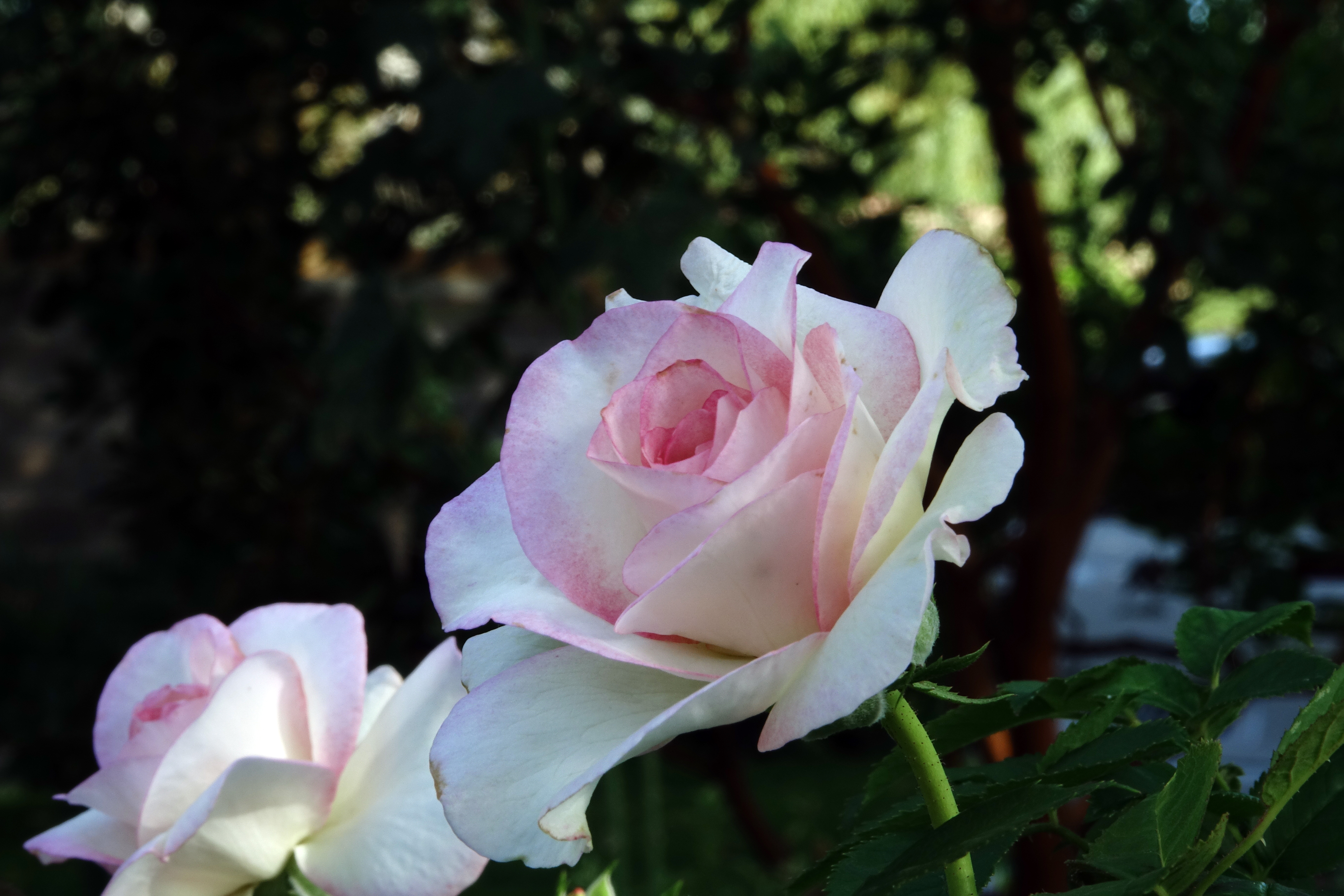 ©SUNFLOR - Primavera